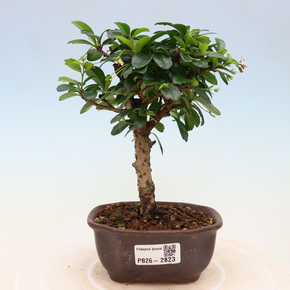 Kamerbonsai - Carmona macrophylla - Thee fuki