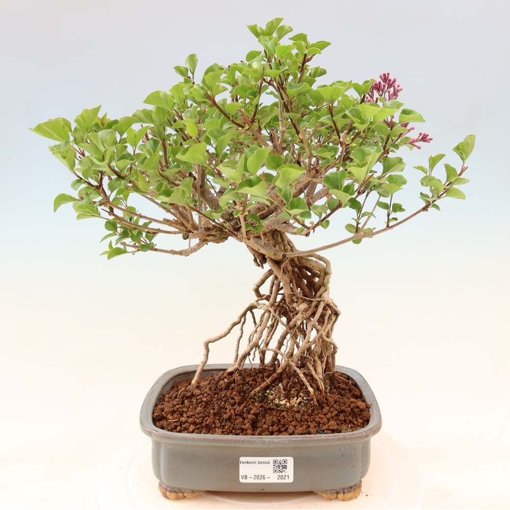 Bonsai voor buiten - Syringa microphylla - kleinbloemige sering