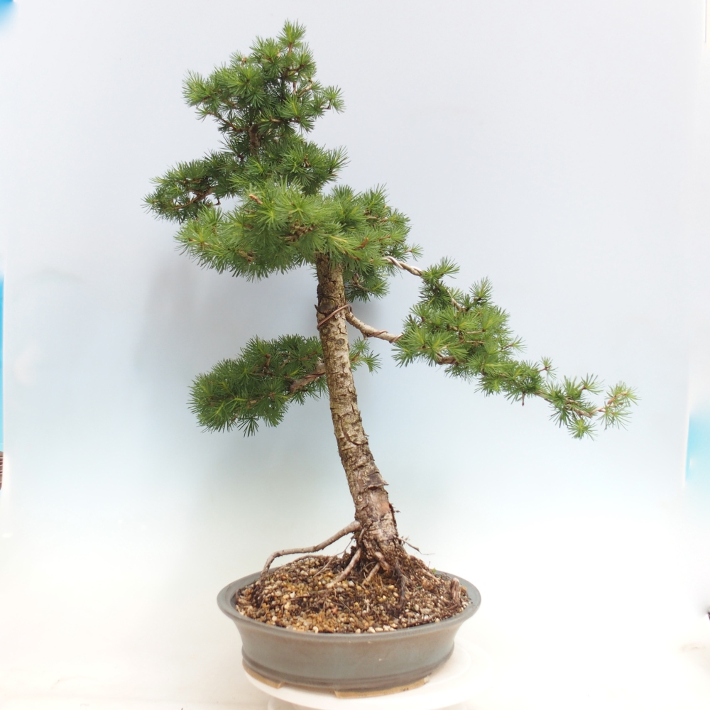 Bonsai voor buiten -Larix decidua - Lariks