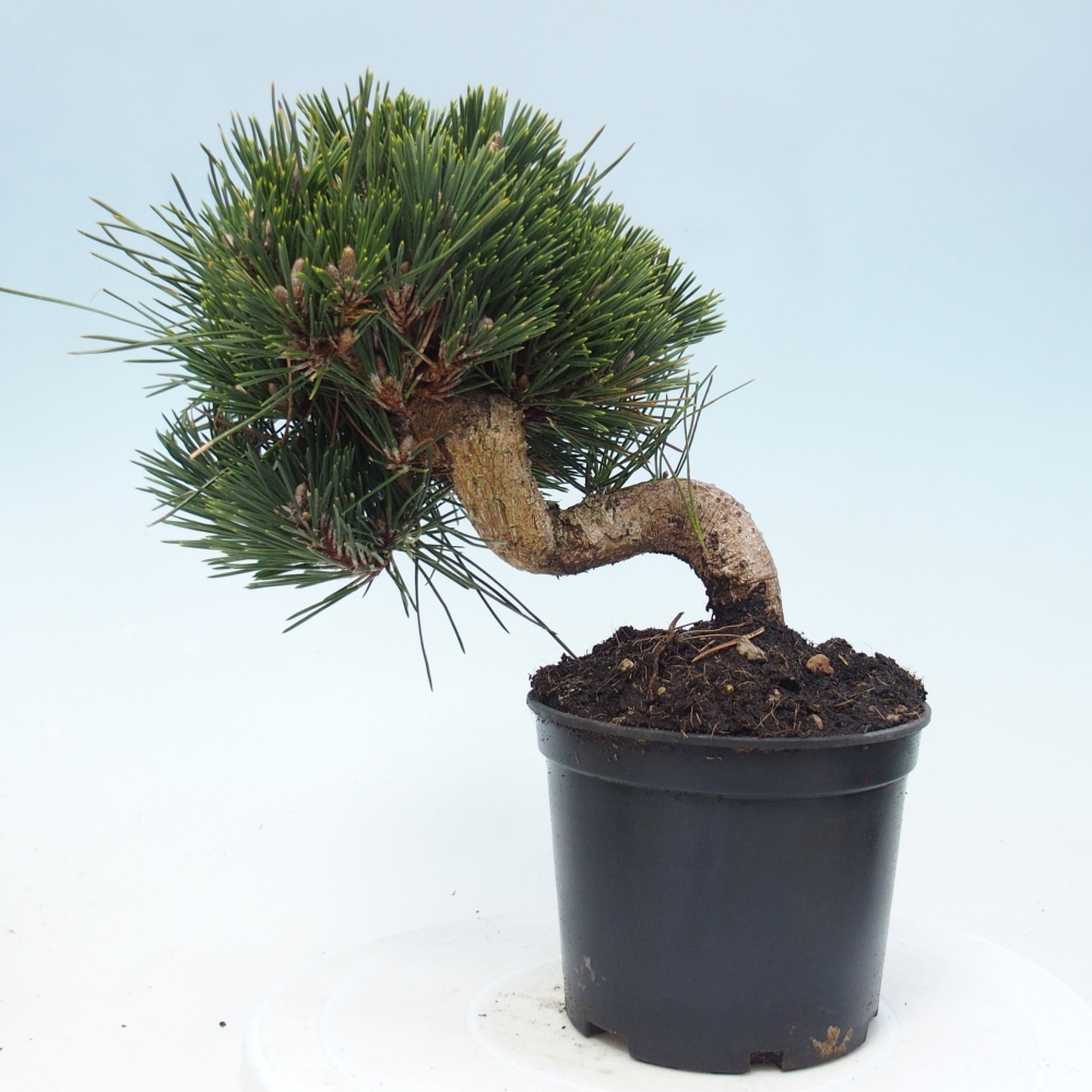 Bonsai voor buiten - Pinus thunbergii senjyumaru - Thunberg den