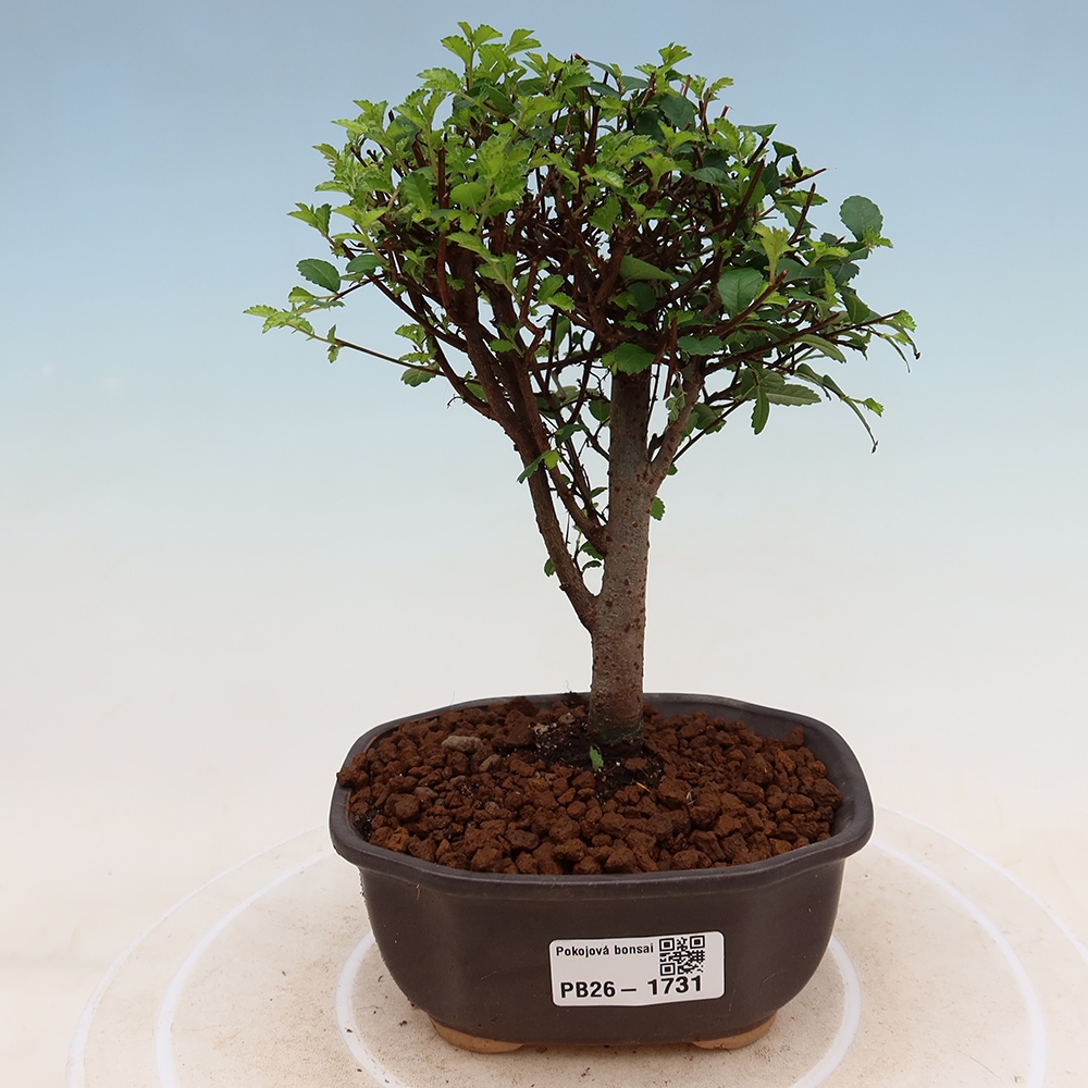 Kamerbonsai - Ulmus parvifolia - Winteriep