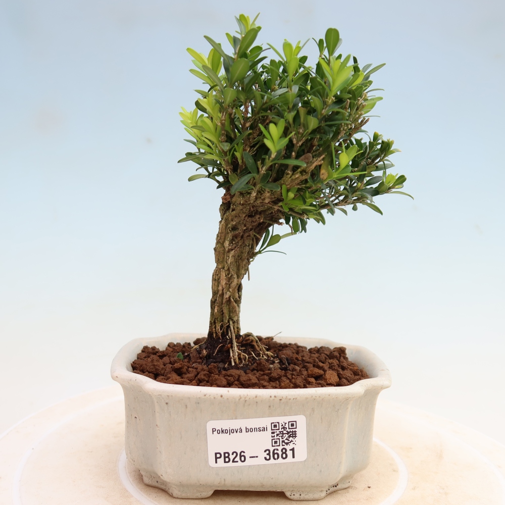 Kamerbonsai - Buxus harlandii - kurk buxus