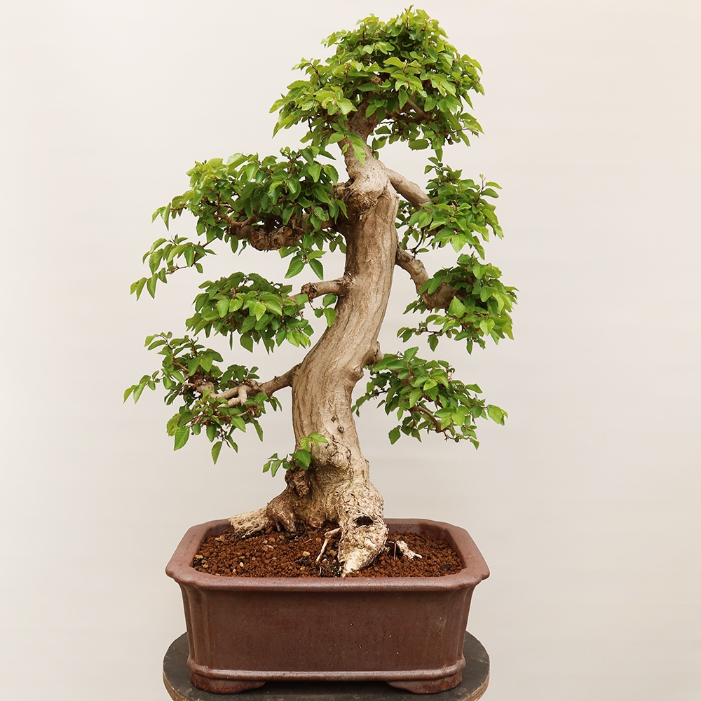 Bonsai voor buiten -Carpinus Coreana - Koreaanse haagbeuk