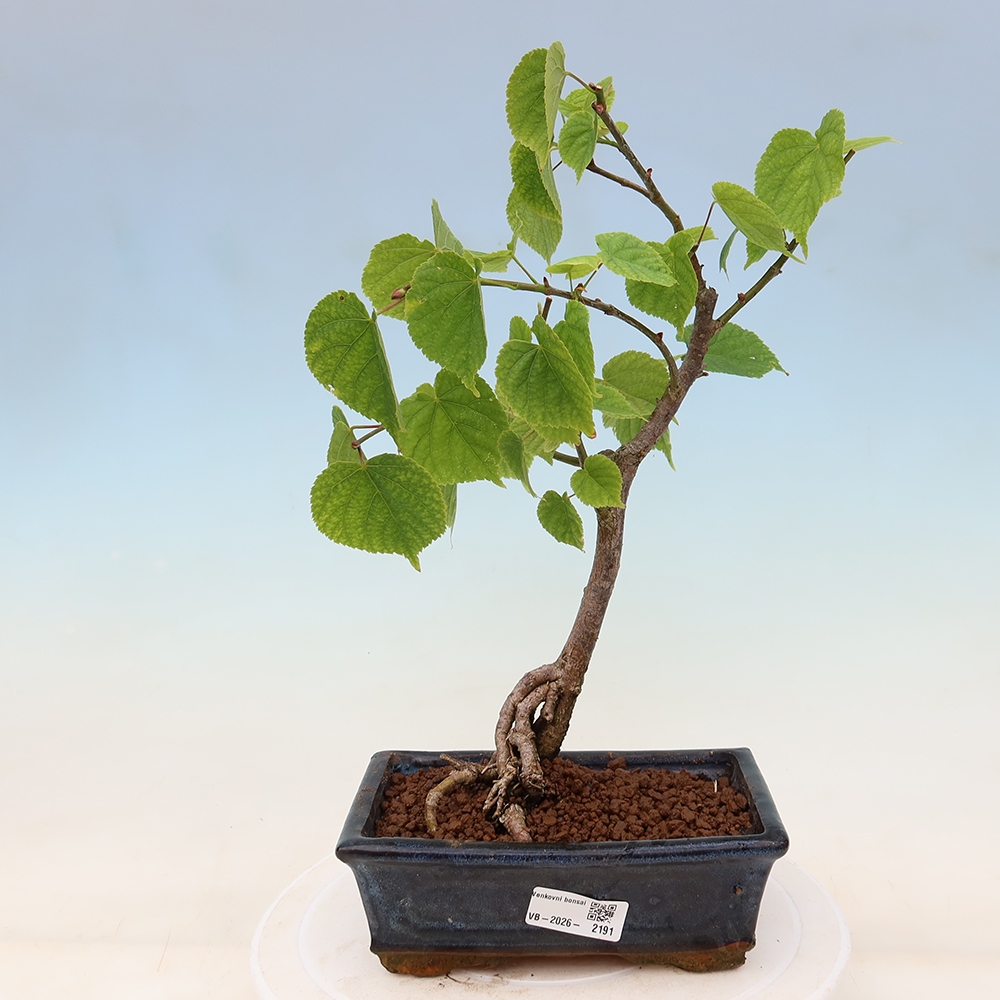 Buitenbonsai - Hartbladige linde - Tilia cordata