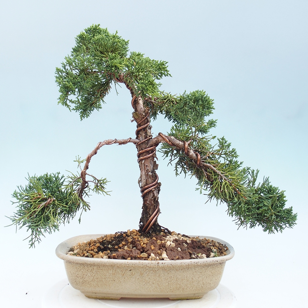 Bonsai voor buiten - Juniperus chinensis Kishu
