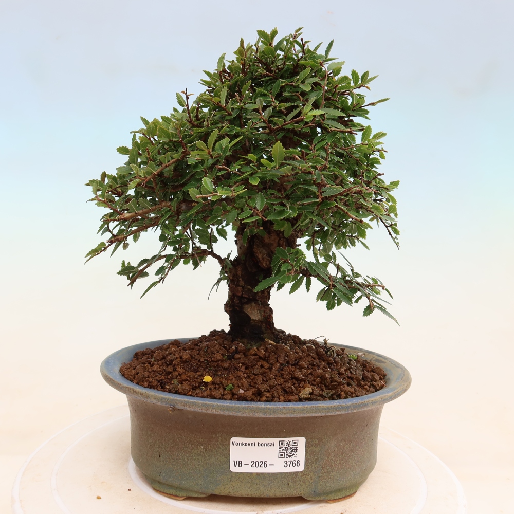 Bonsai voor buiten - Zelkova - Zelkova NIRE