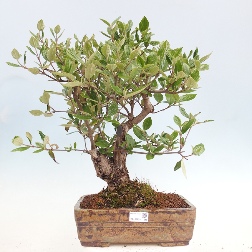 Bonsai voor buiten - Kalina Bodnanská - Viburum carlesii hemsi