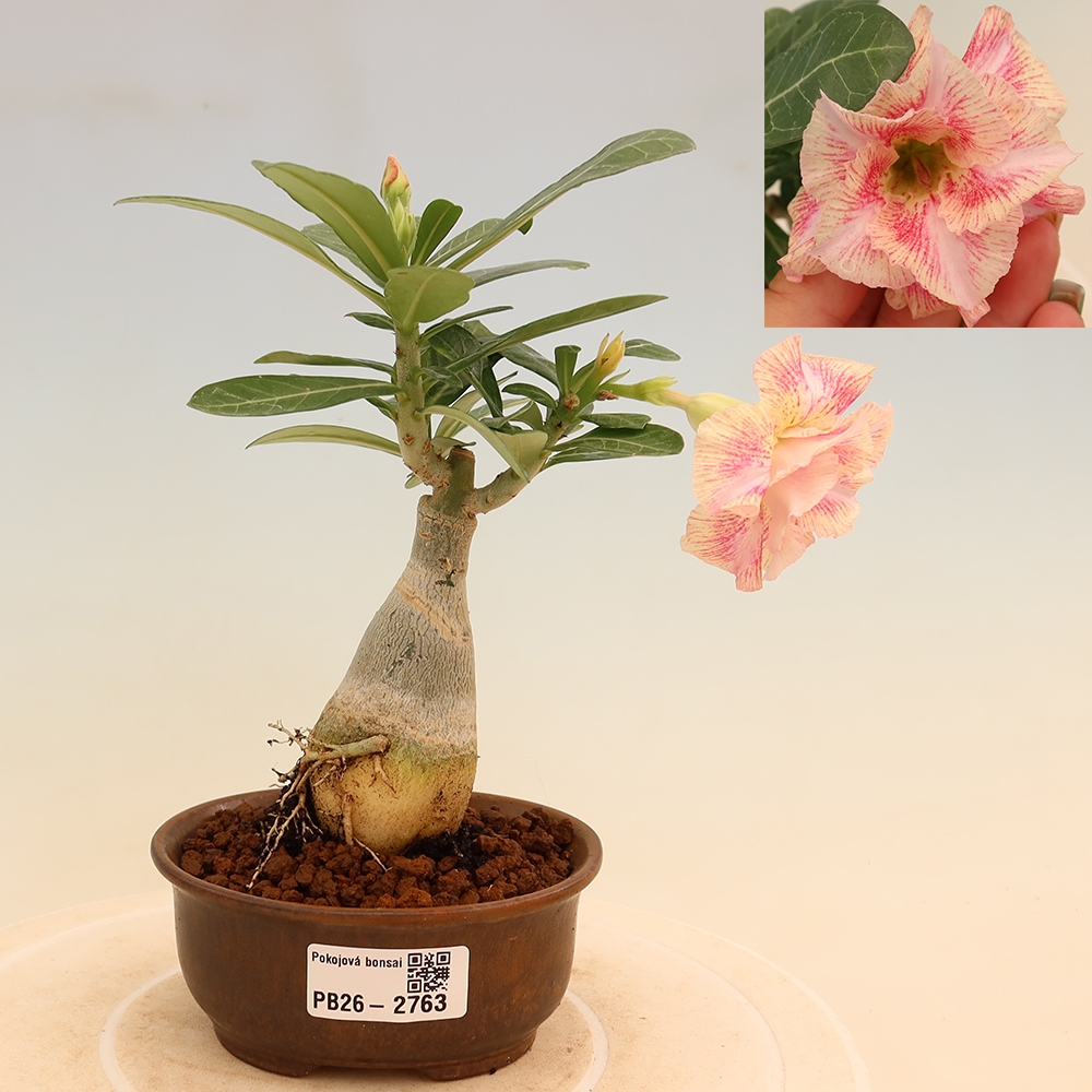 Kamerbonsai - Adenium obesum, geënt V.F.S.277  - Woestijnroos