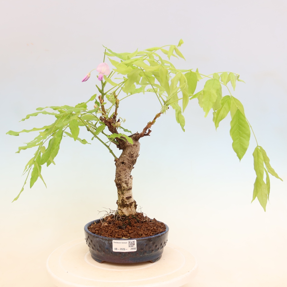 Bonsai voor buiten - Wisteria floribunda