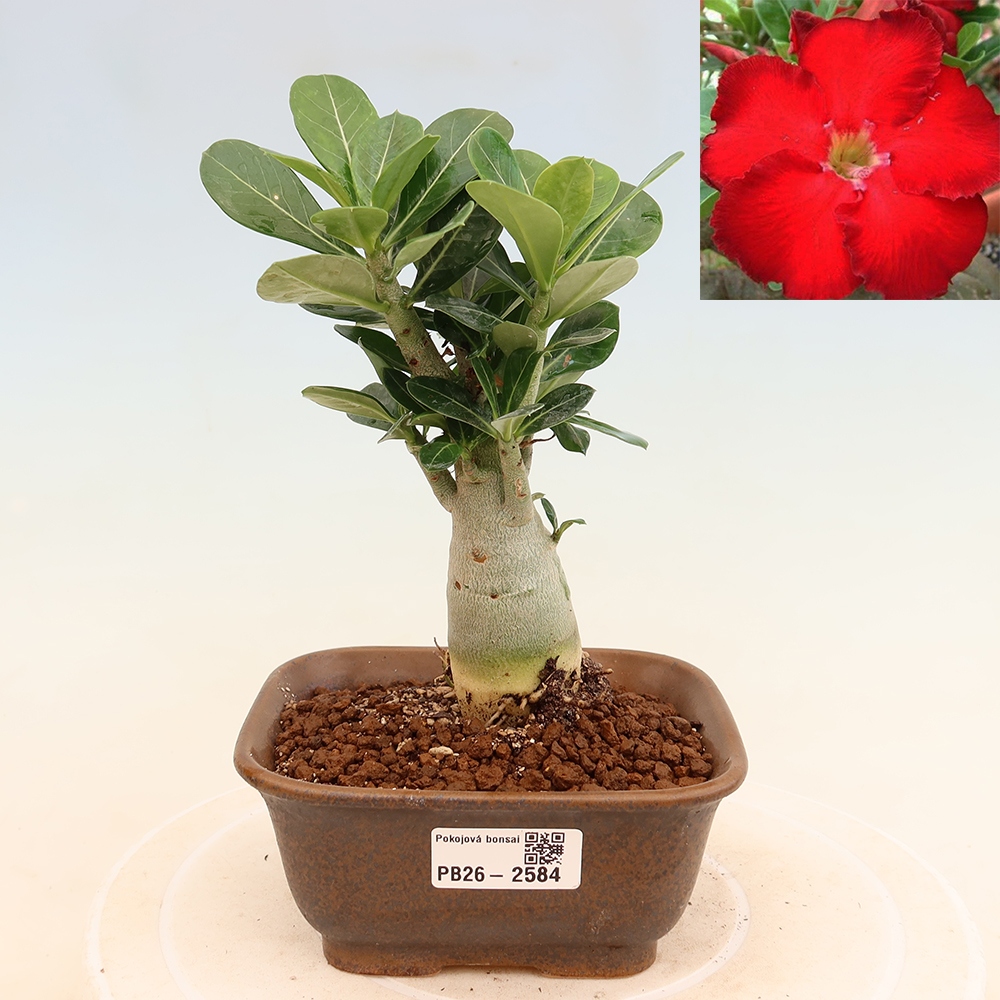 Kamerbonsai - Adenium obesum Red Star - Woestijnroos