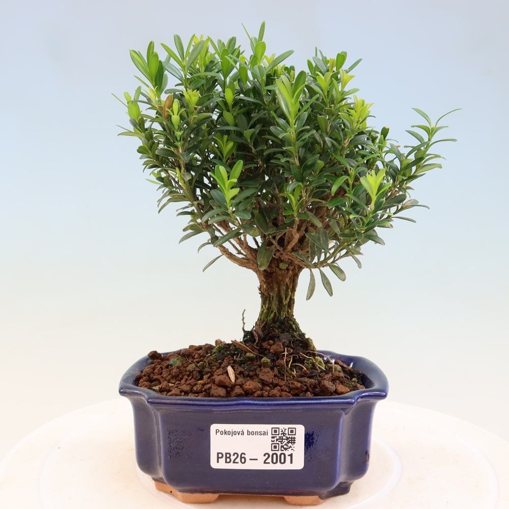 Kamerbonsai - Buxus harlandii - kurk buxus