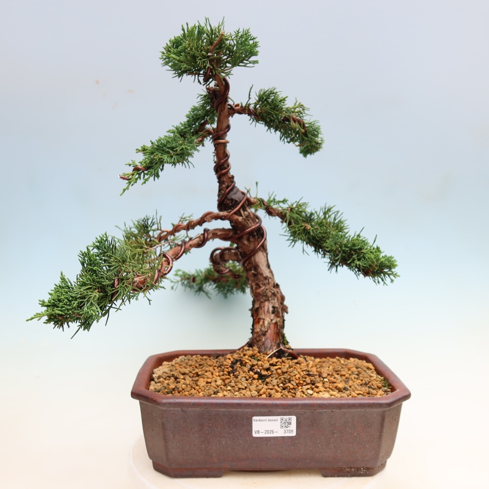 Bonsai voor buiten - Juniperus chinensis Kishu