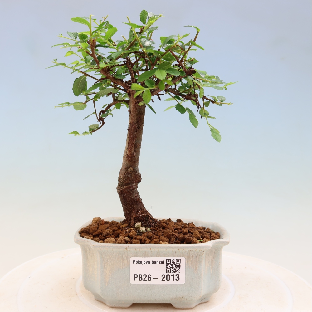 Kamerbonsai - Ulmus parvifolia - Winteriep
