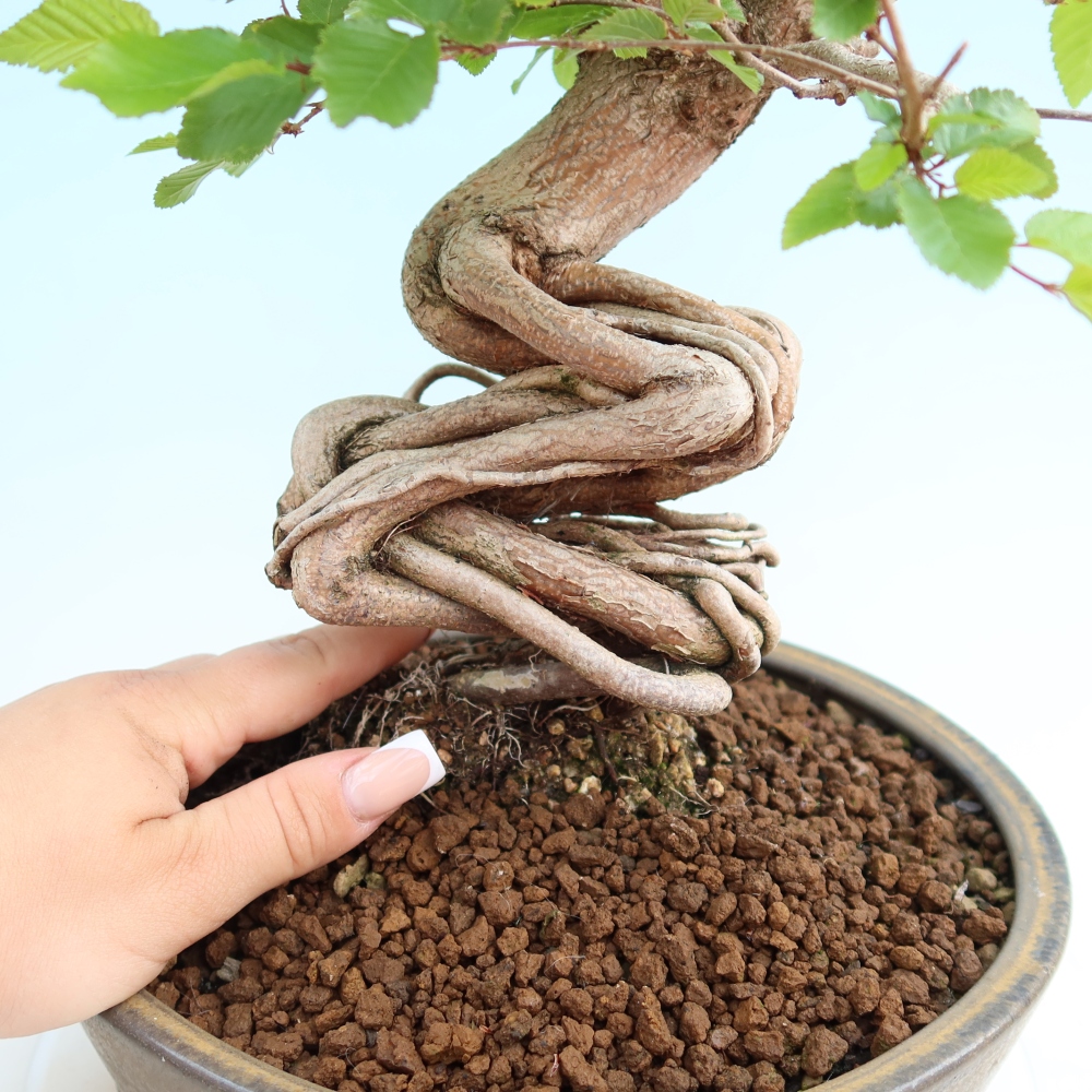 Bonsai voor buiten -Carpinus Coreana - Koreaanse haagbeuk