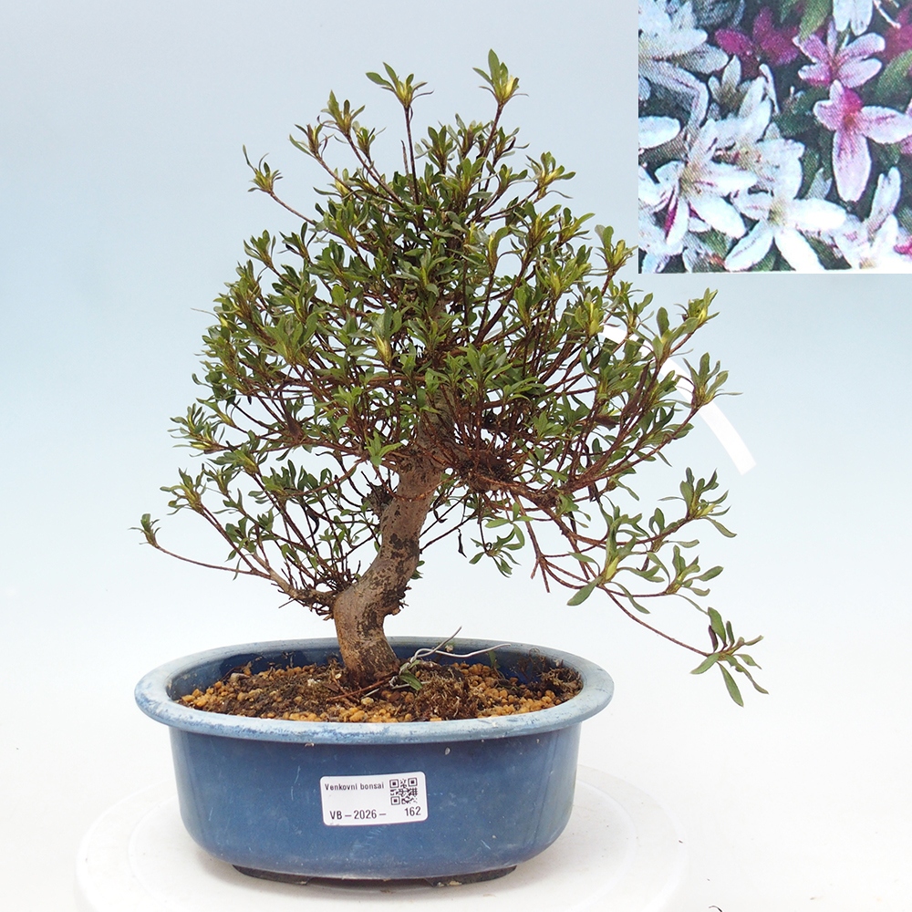 Bonsai voor buiten - Japanse Azalea - Azalea Ryusen