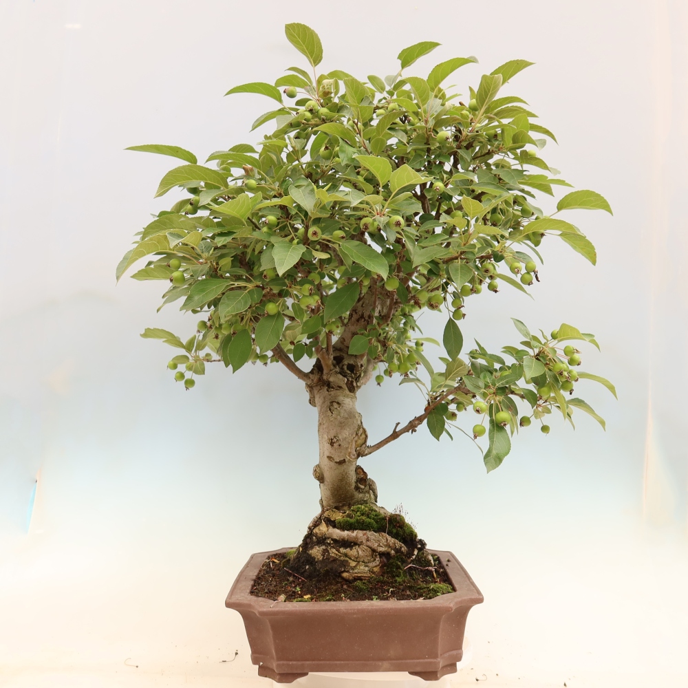 Bonsai voor buiten -Malus halliana - Appelboom met kleine vruchten