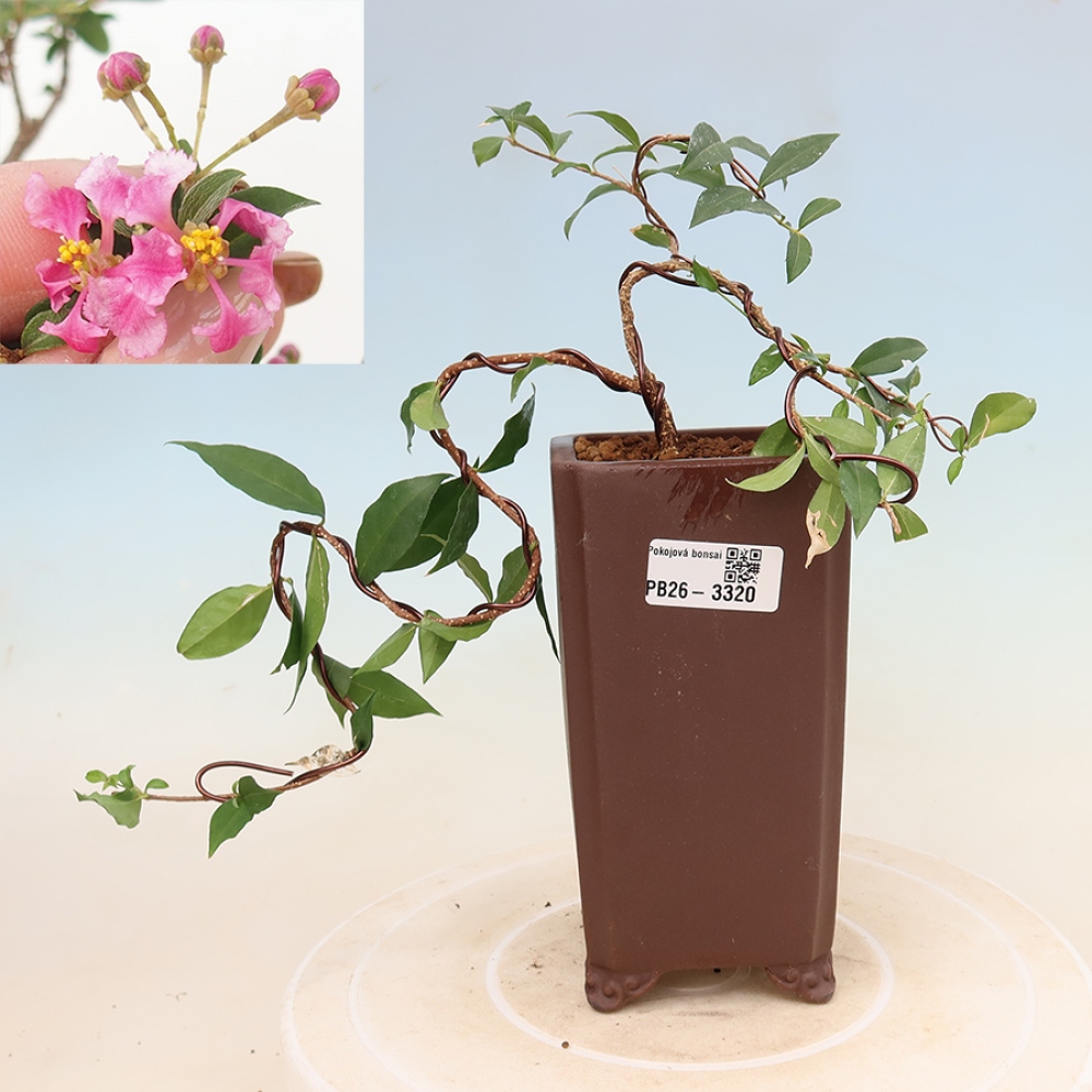 Kamerbonsai - Barbados-kers (Malpighia glabra) 