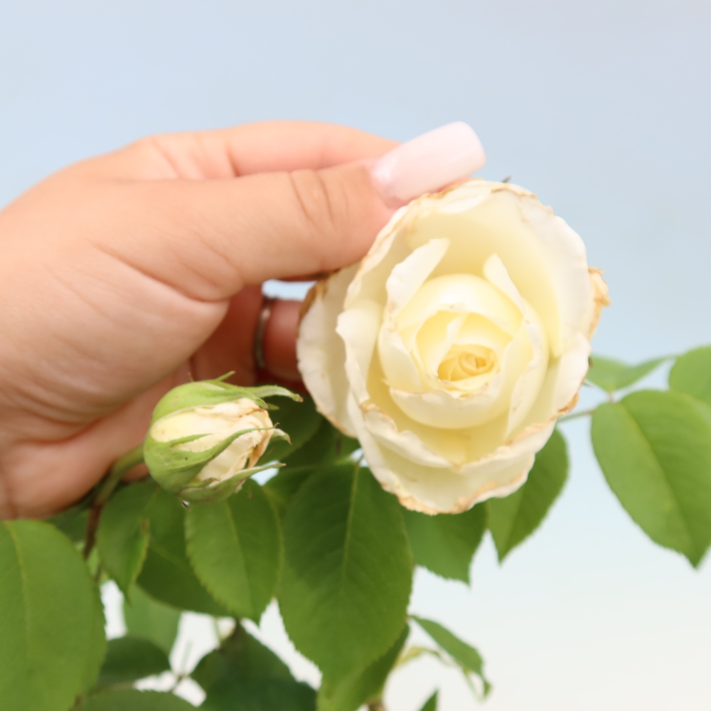 Bonsai voor buiten - Rosa Kordes - roos