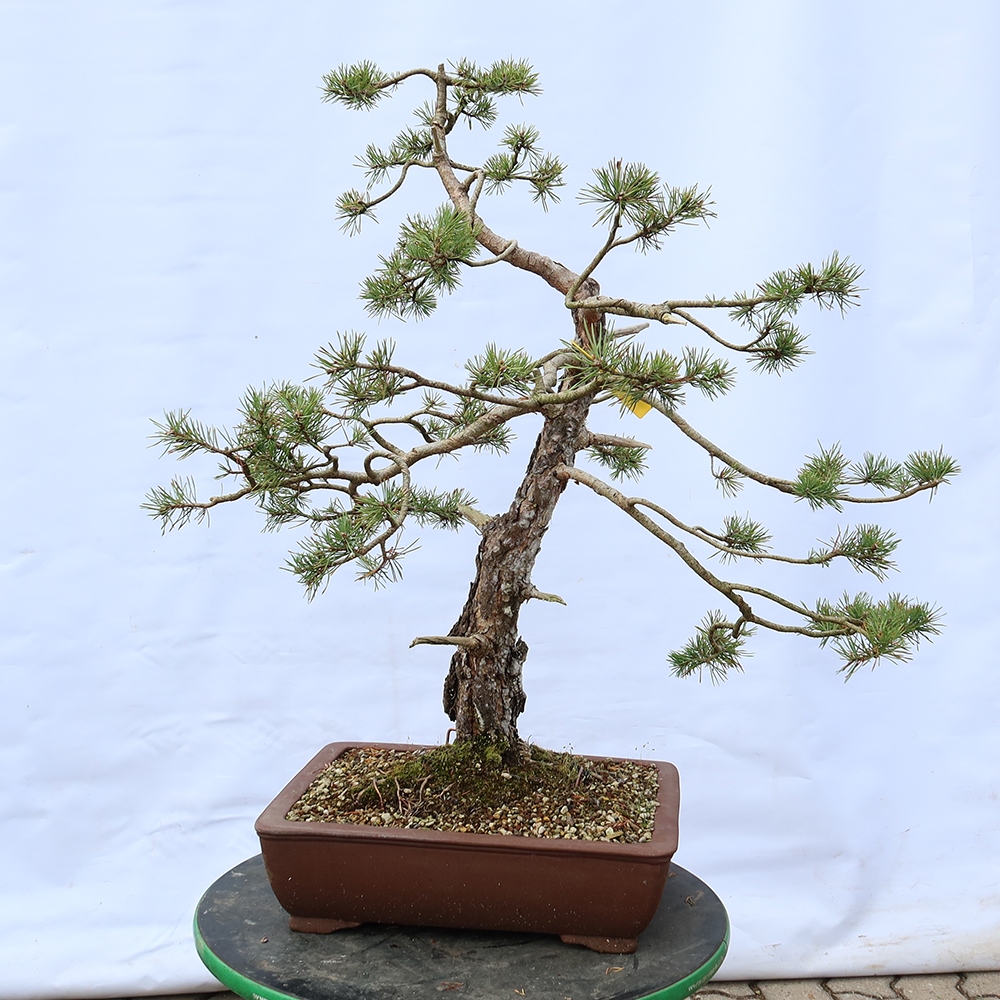 Pinus sylvestris Spanje - grove den