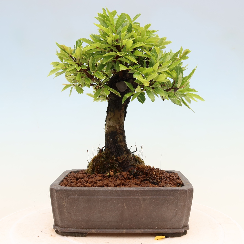 Bonsai voor buiten - Zelkova - Zelkova NIRE