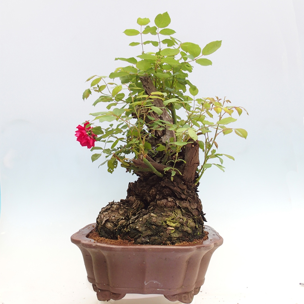 Bonsai voor buiten - Rosa Kordes - roos