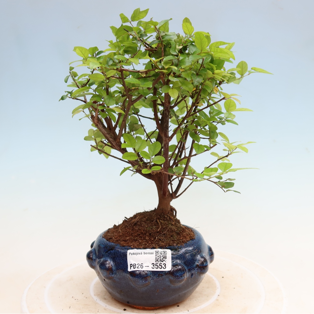 Kamerbonsai - Sageretia thea - Sageretia thea