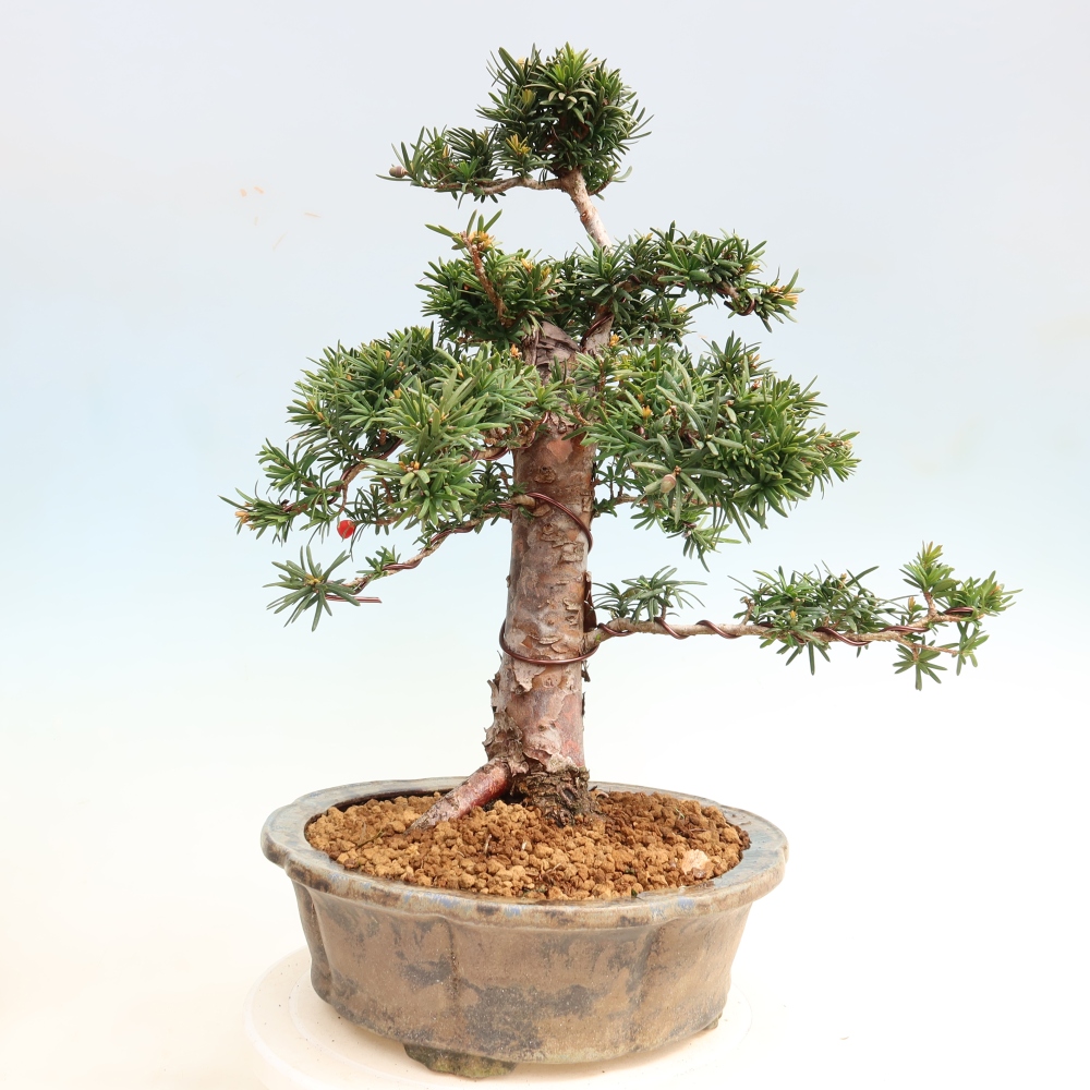 Bonsai voor buiten - Taxus cuspidata - Japanse Taxus