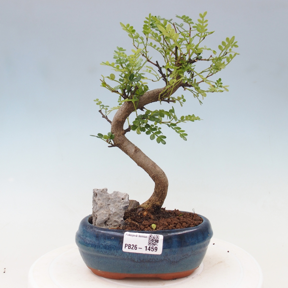 Kamerbonsai - Zantoxylum piperitum - peperboom