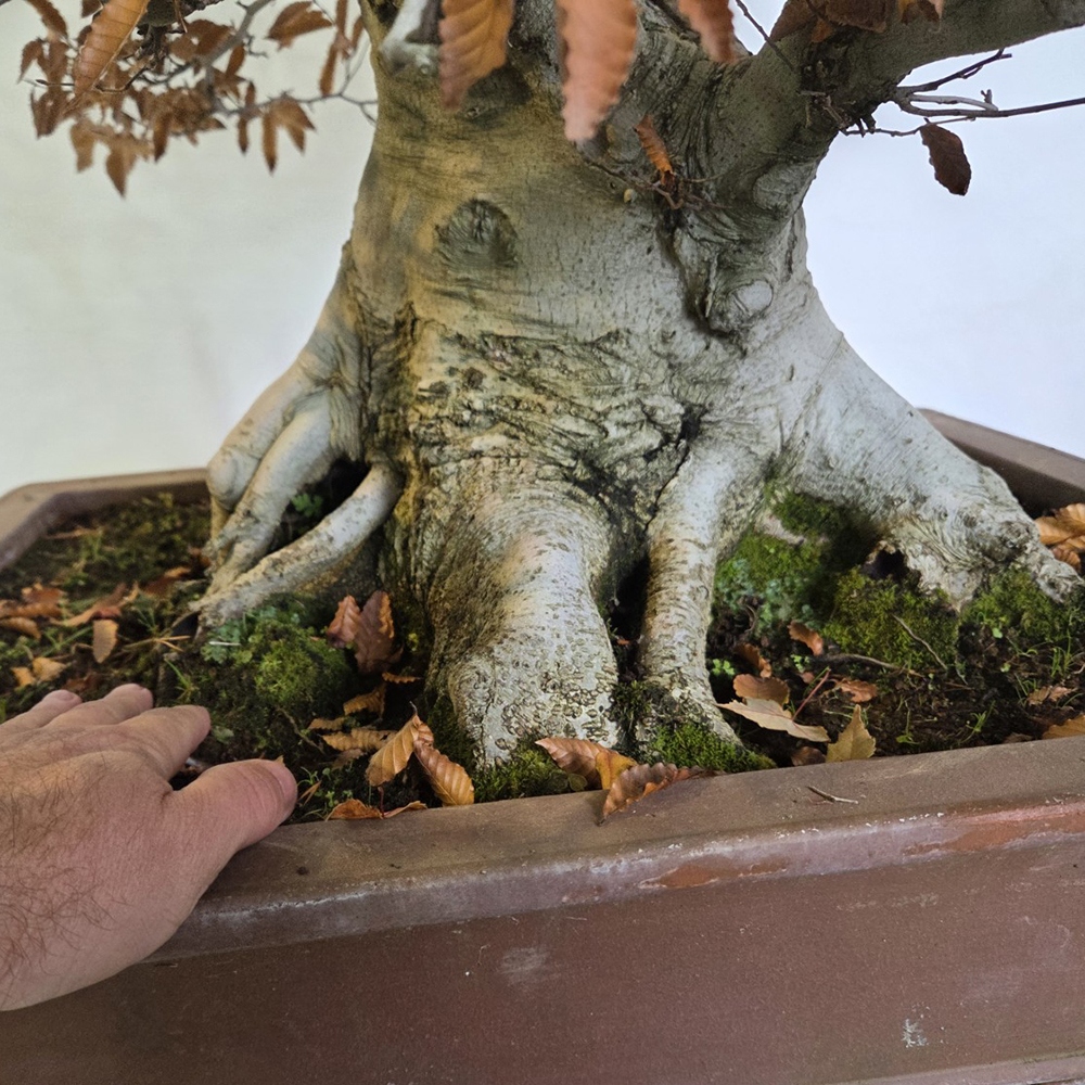Bonsai voor buiten - Fagus crenata