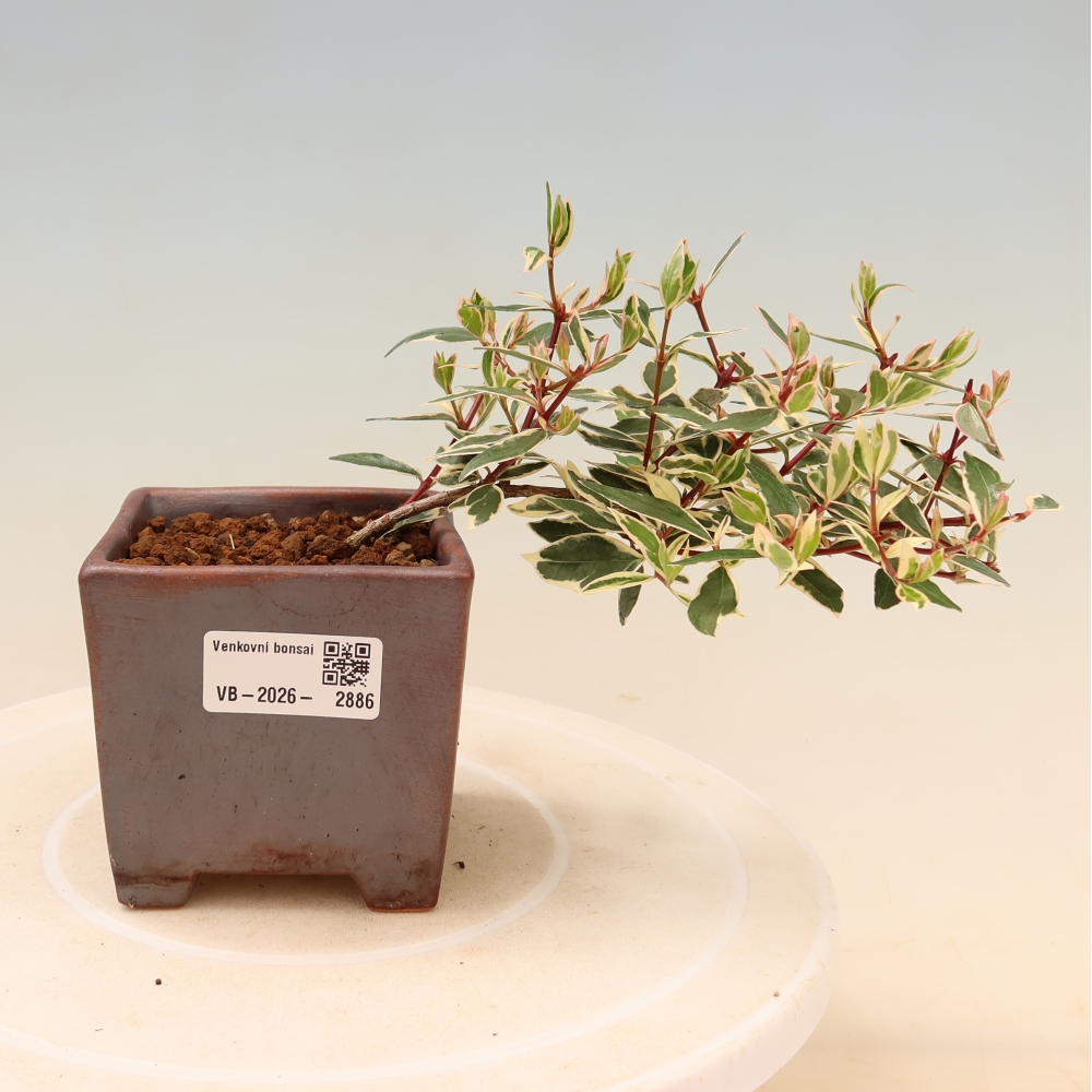 Buitenbonsai - Abelia gr. Confetti - Grootbloemige abelia