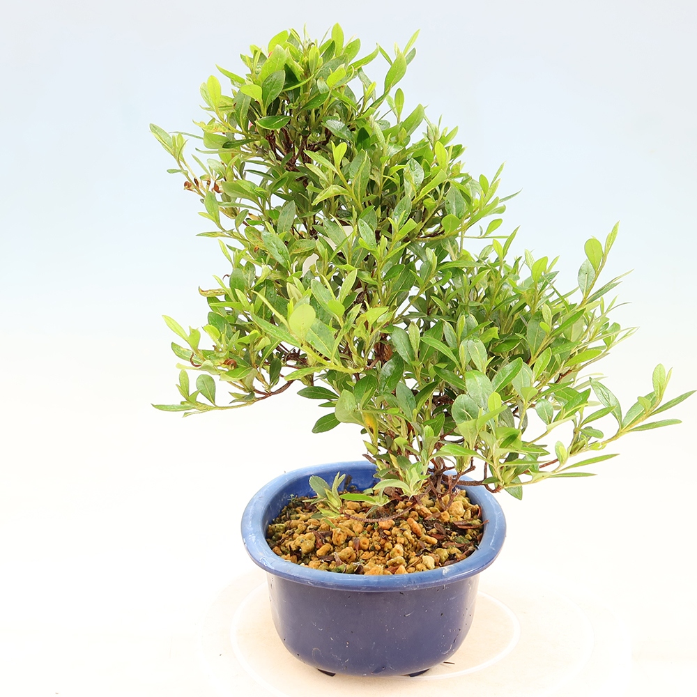Bonsai voor buiten - Japanse azalea - Azalea Matsunami