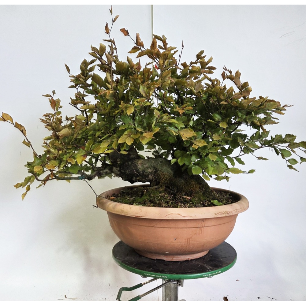 Bonsai-Fagus sylvatica voor buiten