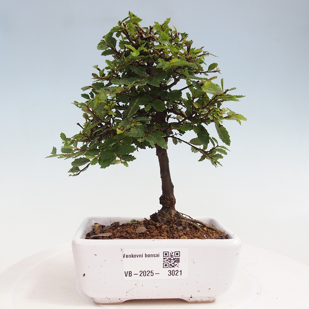 Bonsai voor buiten - Ulmus parvifolia Sagei - Kleinbladige iep
