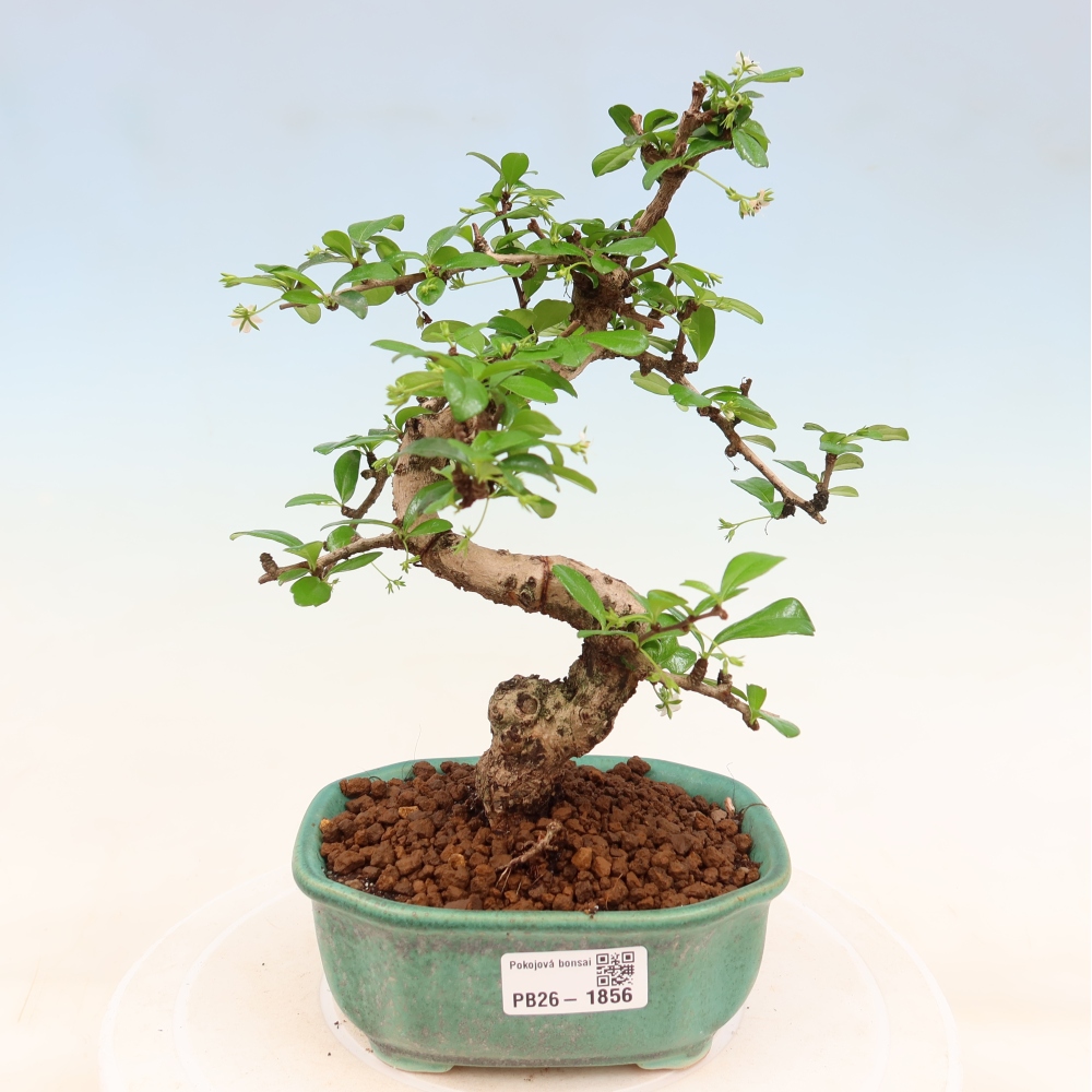 Kamerbonsai - Carmona macrophylla - Thee fuki
