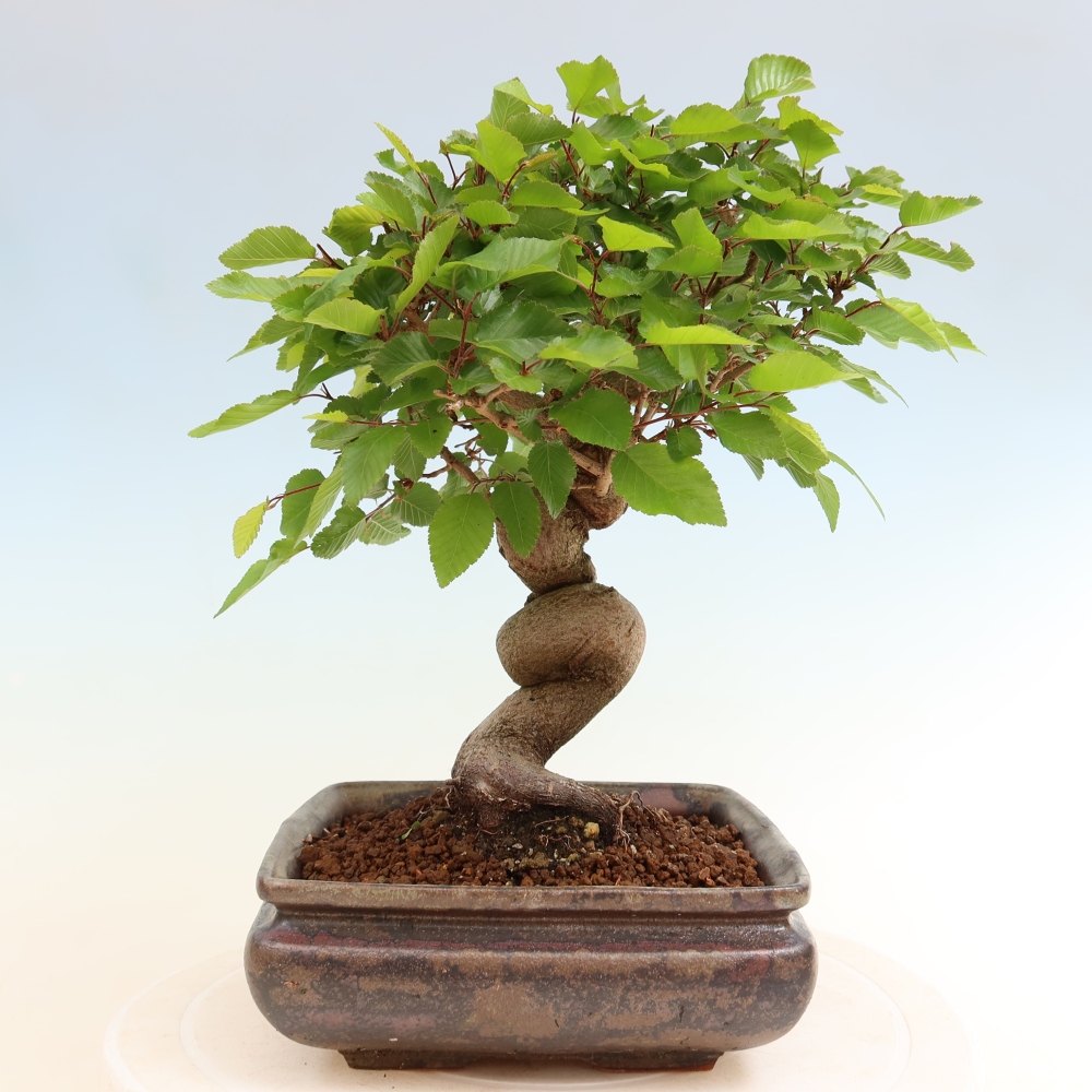 Bonsai voor buiten -Carpinus Coreana - Koreaanse haagbeuk