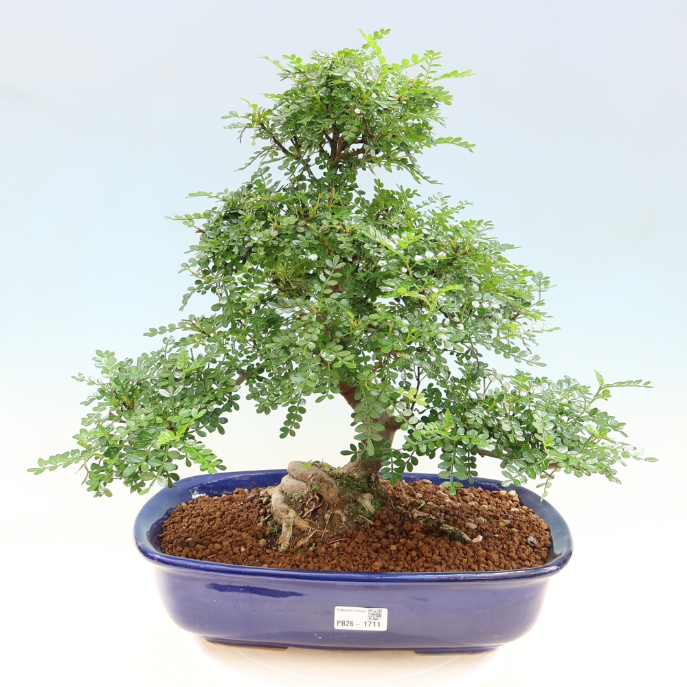 Kamerbonsai - Zantoxylum piperitum - peperboom