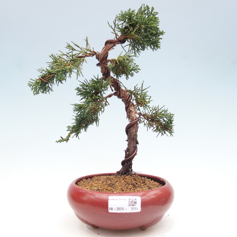 Bonsai voor buiten - Juniperus chinensis Kishu
