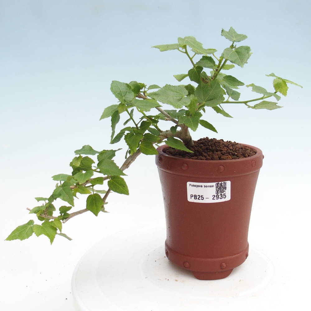 Bonsai voor binnen - Malvaviscus arboreus