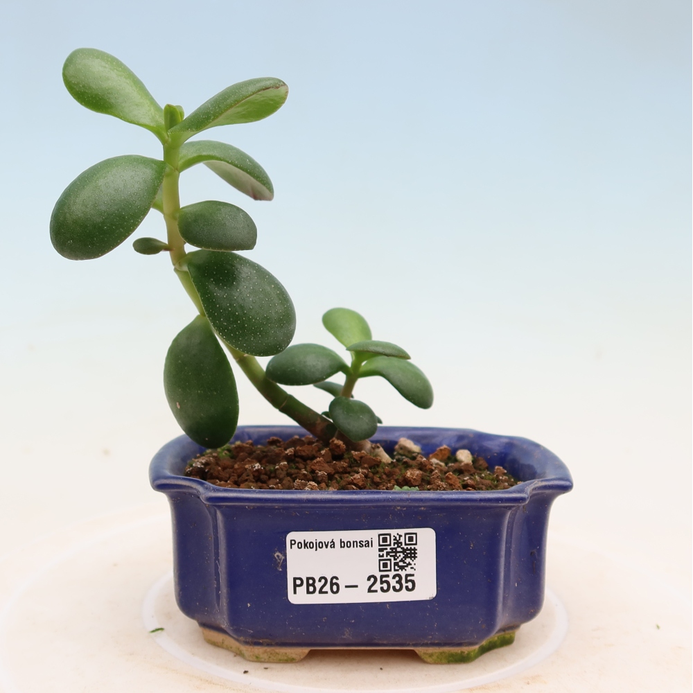 Kamerbonsai - Portulakaria Afra - Tlustice