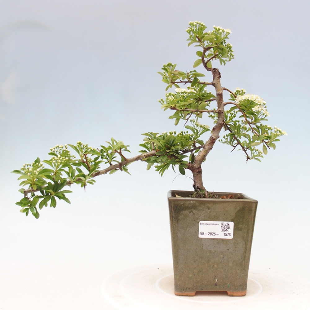 Bonsai-Pyracantha Teton voor buiten -Hlox