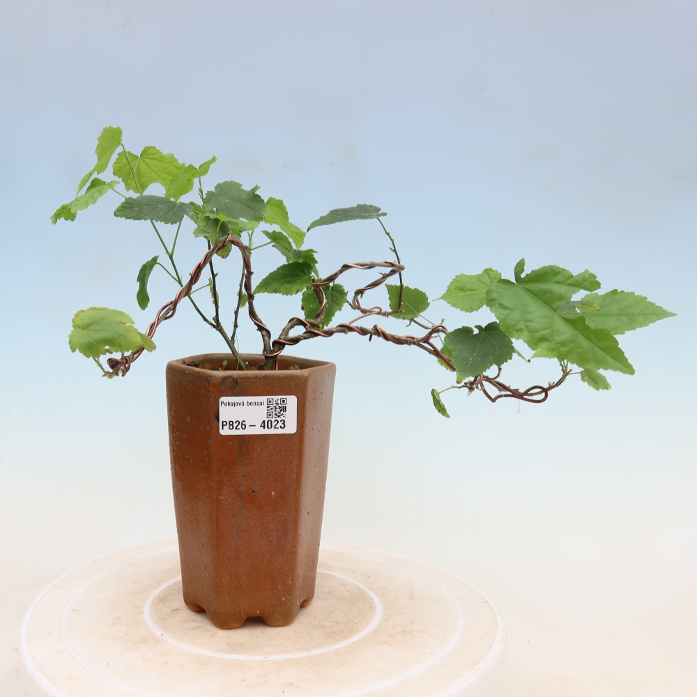 Bonsai voor binnen - Abutilon Big Bell - Cloudberry