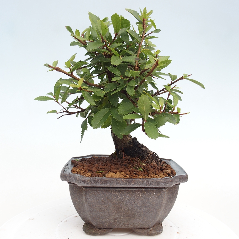 Bonsai voor buiten - Zelkova - Zelkova NIRE
