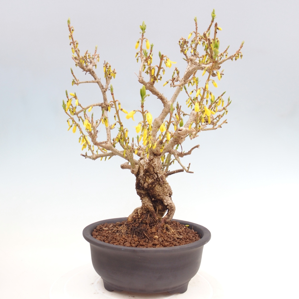 Bonsai voor buiten - Zlatice - Forsythia koreana