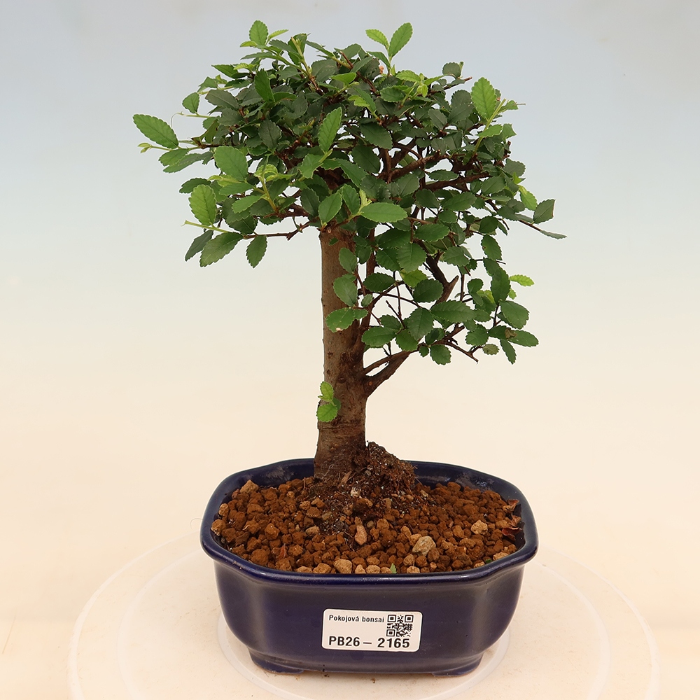 Kamerbonsai - Ulmus parvifolia - Winteriep