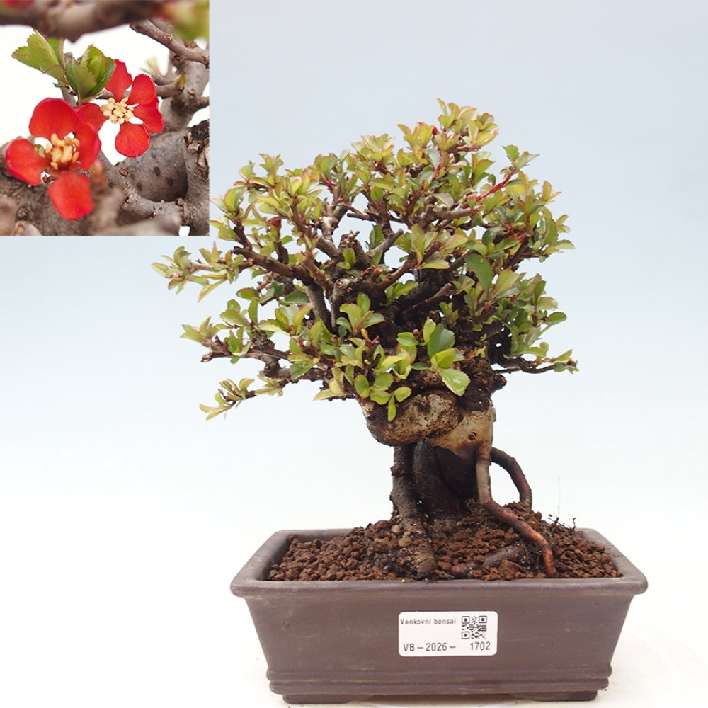 Bonsai voor buiten - Chaneomeles speciosa - Kweepeer