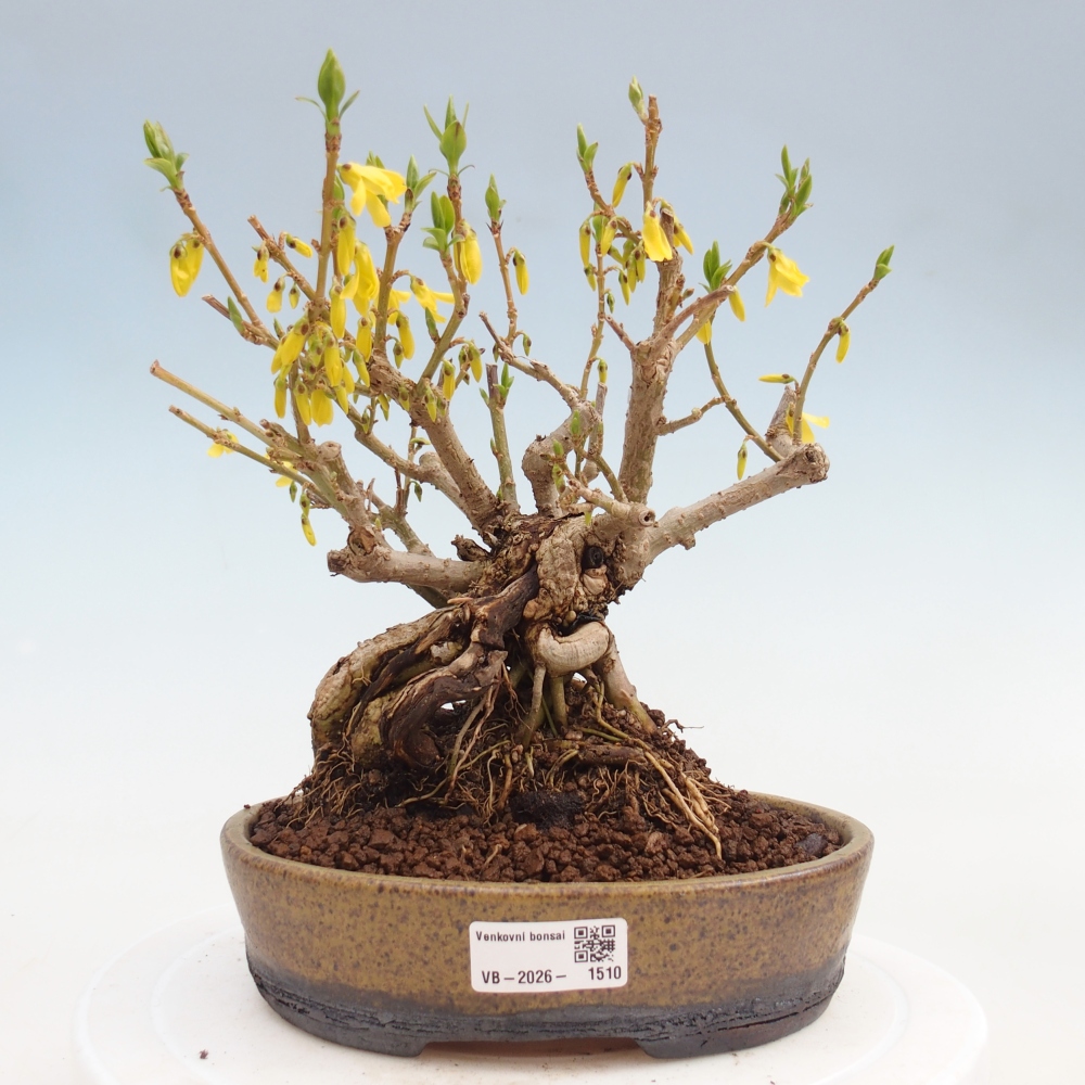 Bonsai voor buiten - Zlatice - Forsythia koreana