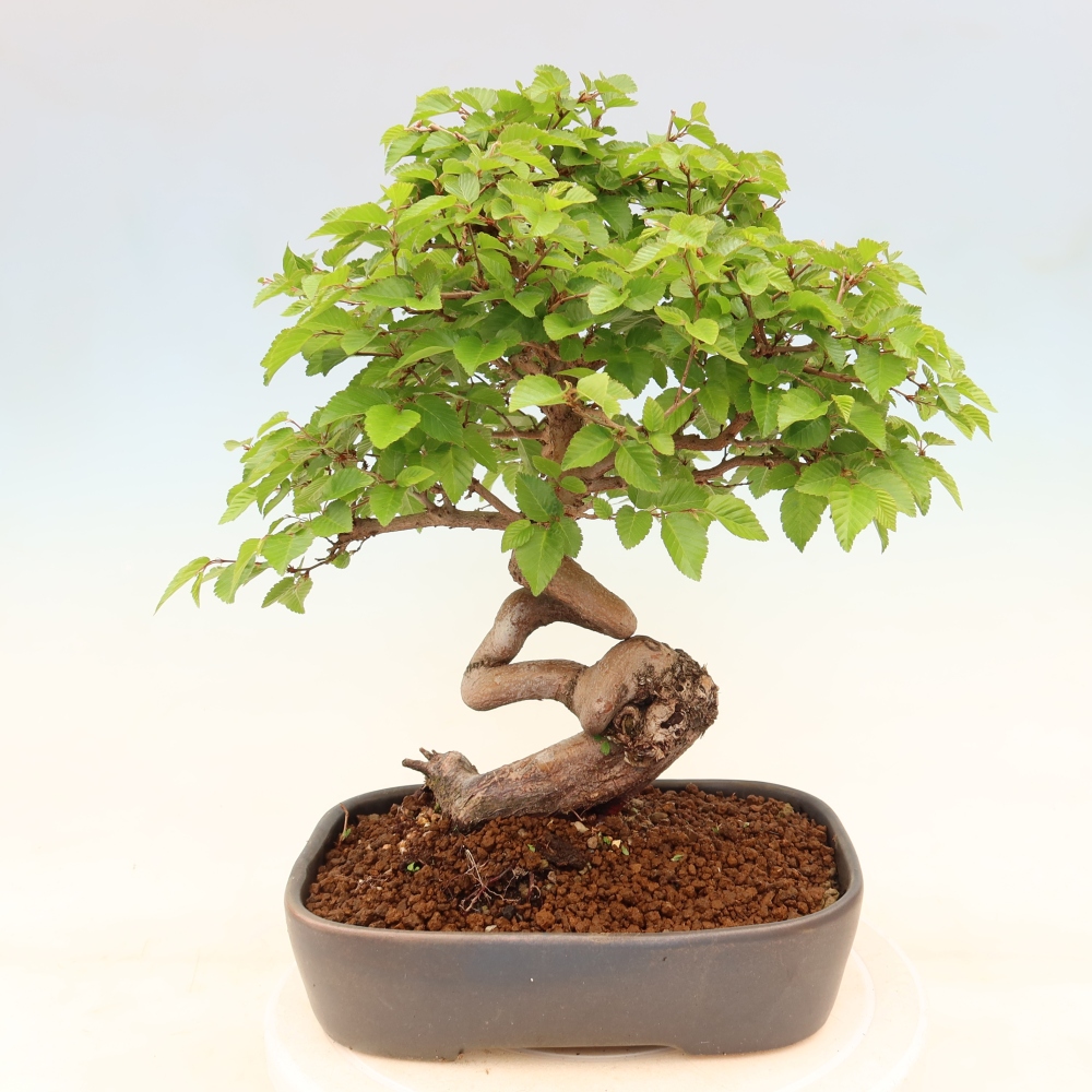Bonsai voor buiten -Carpinus Coreana - Koreaanse haagbeuk