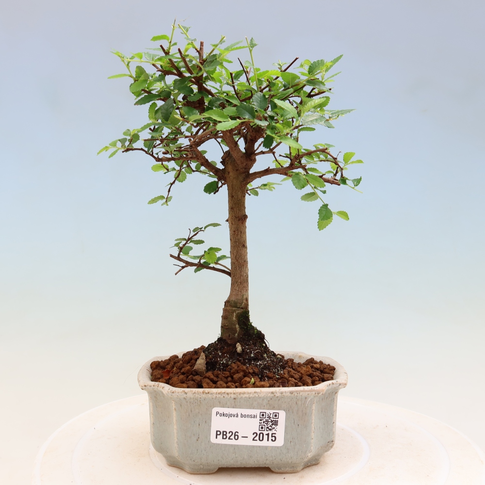 Kamerbonsai - Ulmus parvifolia - Winteriep