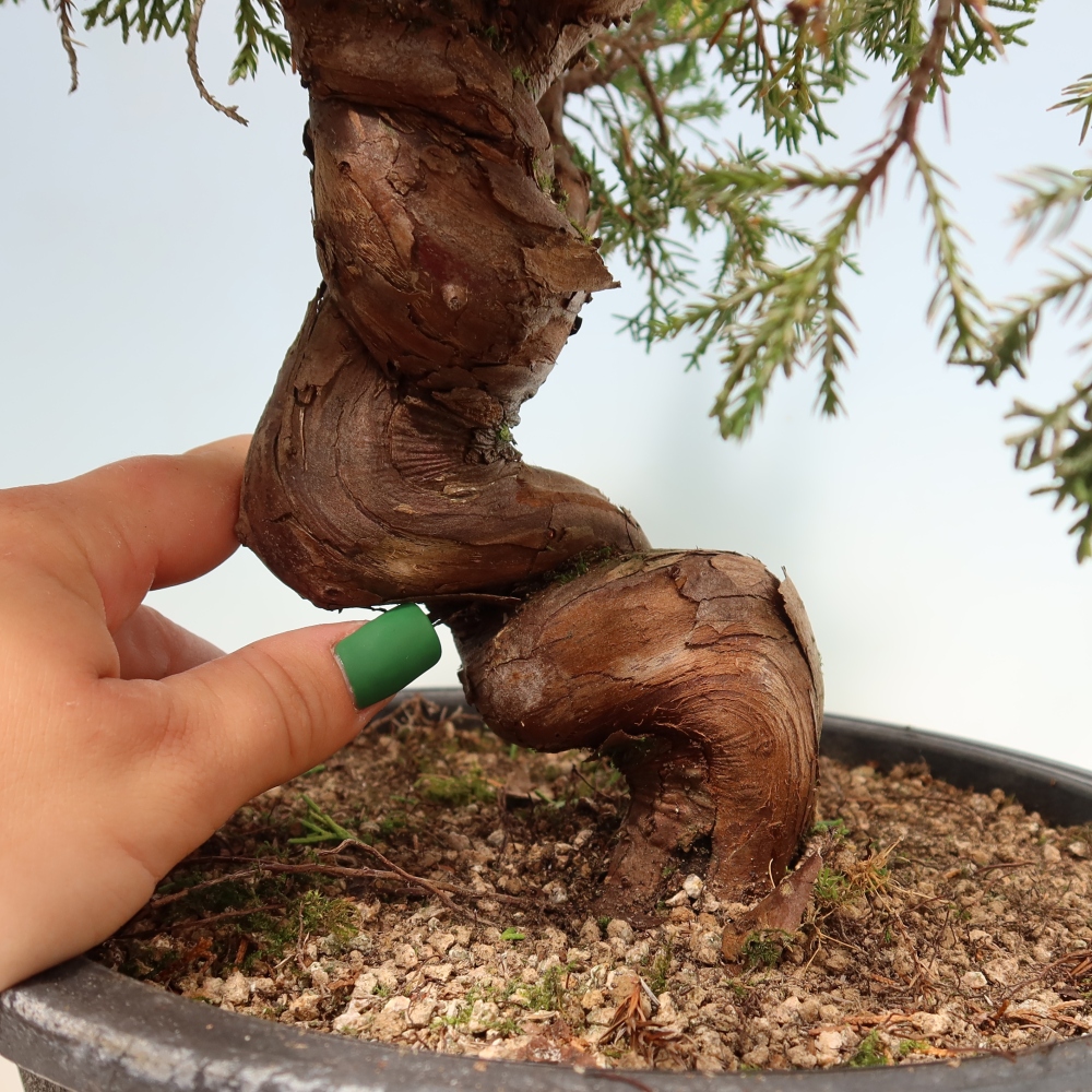 Bonsai voor buiten - Juniperus chinensis Itoigawa-Juniperus chinensis