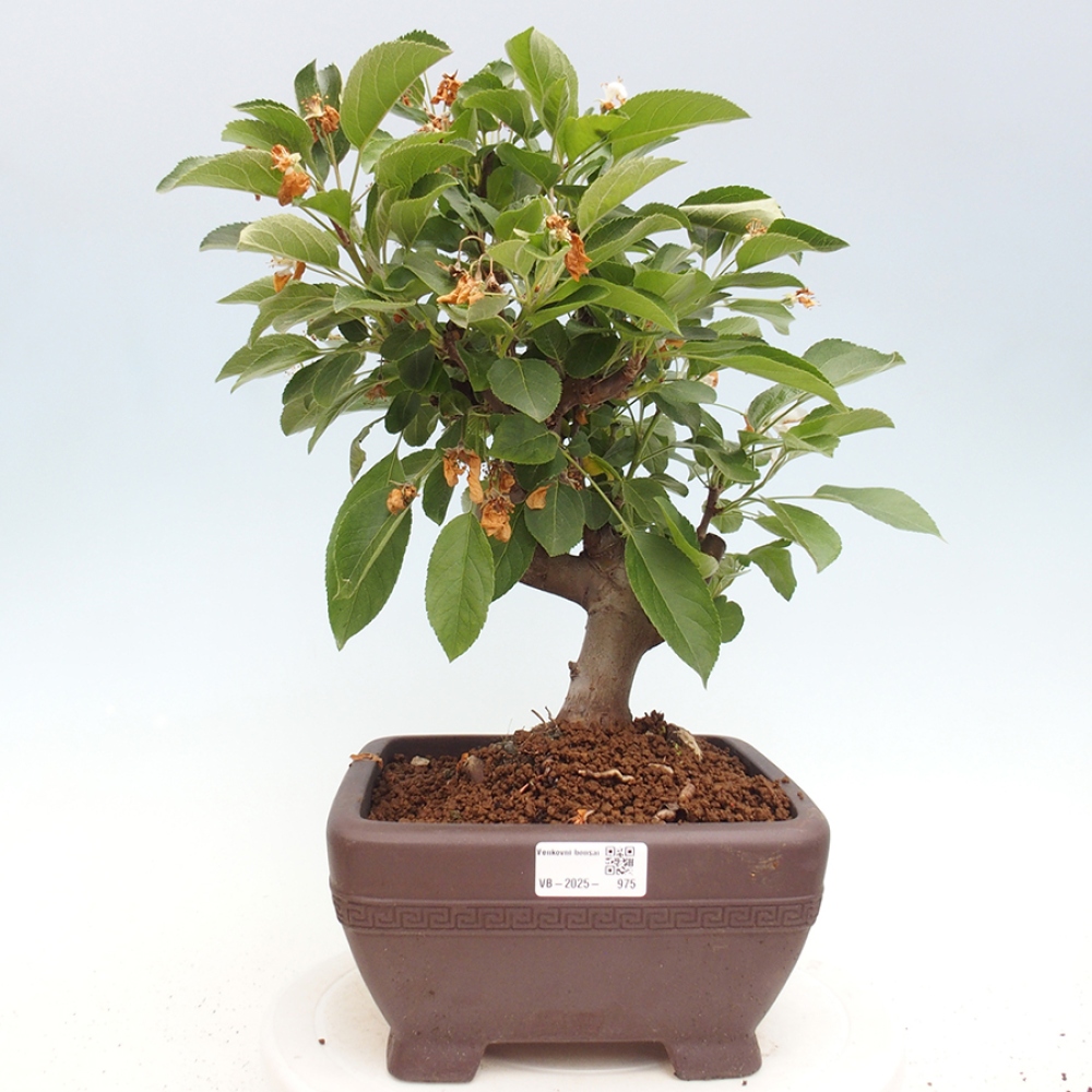 Bonsai voor buiten -Malus halliana - Appelboom met kleine vruchten